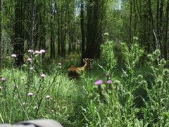 Blastocerus dichotomus