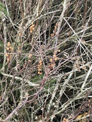 Myrica