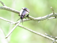 Chalcolepidius limbatus