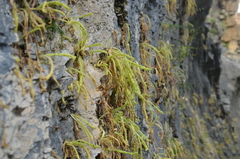 Pinguicula longifolia