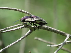 Chalcolepidius limbatus