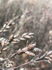 Myrica