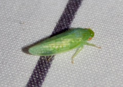 Gyponana