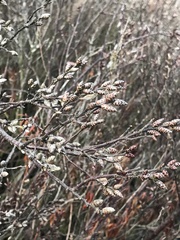 Myrica