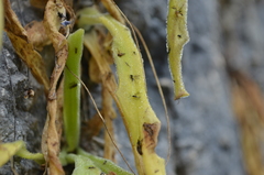 Pinguicula longifolia