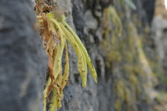 Pinguicula longifolia