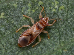 Thaumastocoris peregrinus