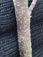 Myrica