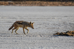 Lupulella mesomelas mesomelas