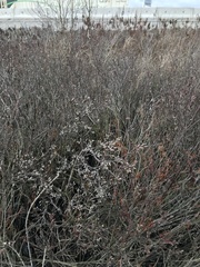 Myrica