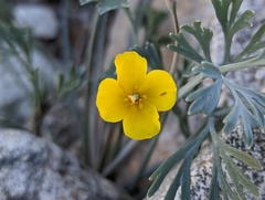 Eschscholzia minutiflora