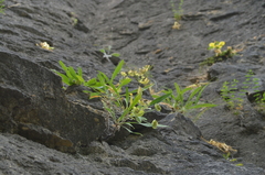 Bupleurum angulosum