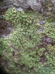 Psilolechia lucida