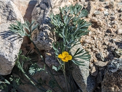 Eschscholzia minutiflora