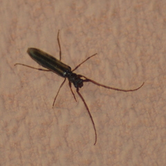 Cerambycoidea