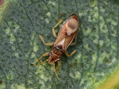 Thaumastocoris peregrinus