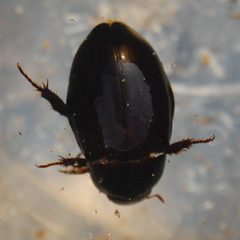 Hydrophilus