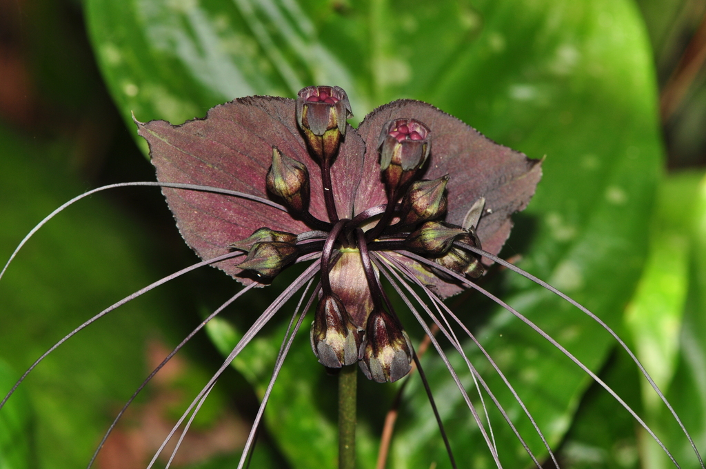 Tacca chantrieri