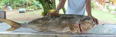 Naucratinae