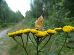 Eulithis populata