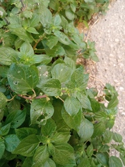 Parietaria judaica