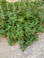Parietaria judaica
