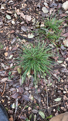 Carex planostachys
