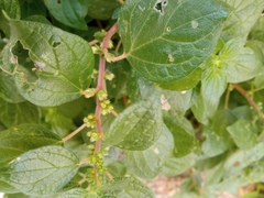 Parietaria judaica