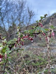 Ribes californicum