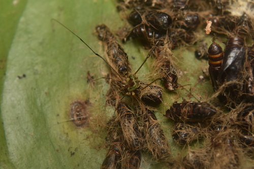 Nomoclastidae
