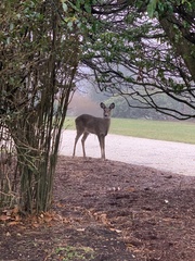 Odocoileus virginianus