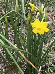 Narcissus jonquilla