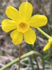Narcissus jonquilla