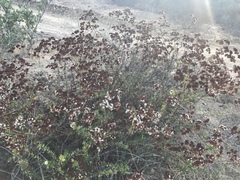 Eriogonum parvifolium