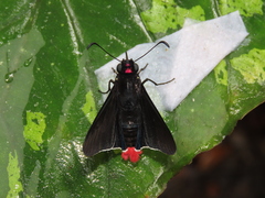 Mysarbia sejanus stolli
