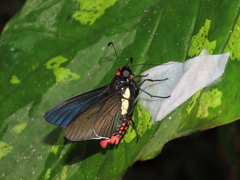 Mysarbia sejanus stolli