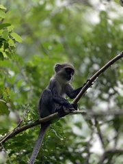 Cercopithecus mitis albogularis