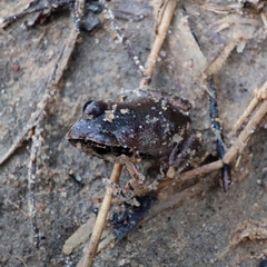 Arthroleptis stenodactylus