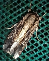 Spodoptera dolichos
