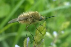 Bombylius venosus