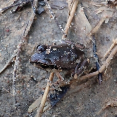 Arthroleptis stenodactylus