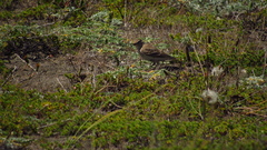 Geositta cunicularia