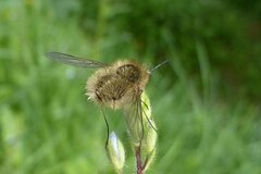 Bombylius venosus