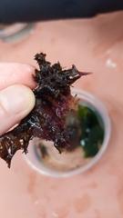 Chondracanthus exasperatus