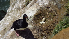 Leucocarbo magellanicus