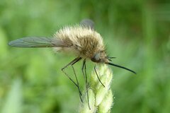 Bombylius venosus