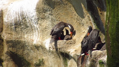 Poikilocarbo gaimardi