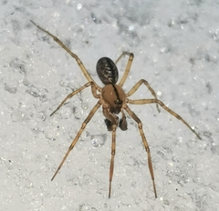 Stemonyphantes lineatus