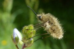 Bombylius venosus