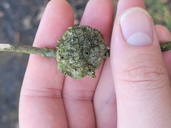 Callirhytis quercuscornigera